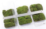 XBJ056 Moss Bottle Micro Landscape Accessories Material Dedicated Ecology Glaucum Home Yard Garden Bonsai Decoration