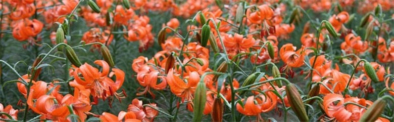 Premium 200g lilies Pure natural Lily scented tea cake lungs cough sedative tea