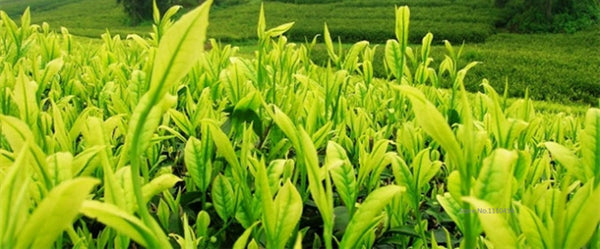 TemuTea 100g Chinese Fuding Silver Needle White Tea Bai Hao Yin Zhen Tea Health Care Tea