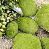 XBJ009 Miniature 1pc Stone Moss Garden Craft Fairy Bonsai Plant Decor Marimo Stone Artificial Moss Foam Stone Green Plant