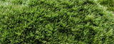 XBJ056 Moss Bottle Micro Landscape Accessories Material Dedicated Ecology Glaucum Home Yard Garden Bonsai Decoration