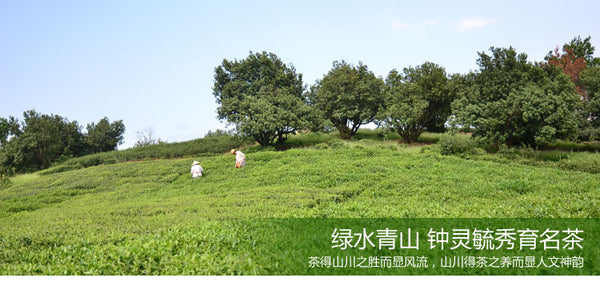 TemuTea Chinese Tea Longjing Tea Spring Green Tea West lake Longjing Tea 50g Long Jing tea