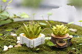 XBJ059 Craft Mini Simulation Resin Succulents Models Garden Miniatures Potted Plants Ornament Home Decor
