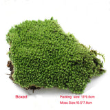 XBJ056 Moss Bottle Micro Landscape Accessories Material Dedicated Ecology Glaucum Home Yard Garden Bonsai Decoration