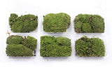 XBJ056 Moss Bottle Micro Landscape Accessories Material Dedicated Ecology Glaucum Home Yard Garden Bonsai Decoration
