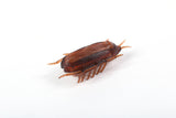 Dog Cat Toy interactive electronic Cockroach Cat intelligence training Toy Fun Cat Toy interactive training pet products