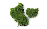 XBJ056 Moss Bottle Micro Landscape Accessories Material Dedicated Ecology Glaucum Home Yard Garden Bonsai Decoration