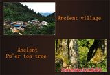 China puer tea ripe tea 10 yrs old Pu-erh tree nature golden bud fully fermented