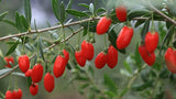 250g New Dried Goji Berries Nespera Wolfberry Chinese Organic Gouqi Herbal Tea