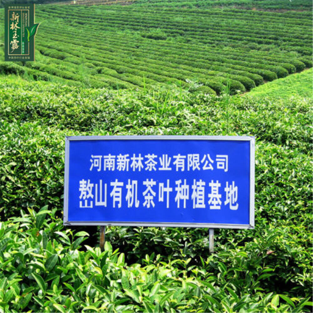 Slimming Herb Tea Gyokuro Organic Jade Dew Top-Grade Loose Leaf Green Tea 250g