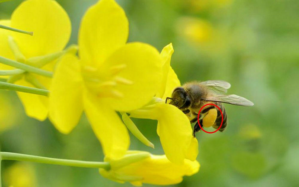 Rapeseed Brassica Napus Precaution for Cardiovascular Cerebrovascular Diseases