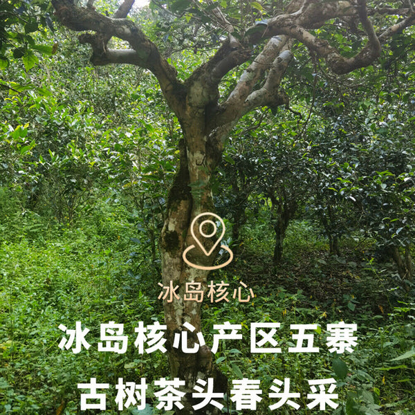 Xin Yi Hao Bing Dao Tian Gu Shu Pu Er Cha Shu Cha Tuo Cha新益号冰岛甜古树普洱茶熟茶沱茶小粒装