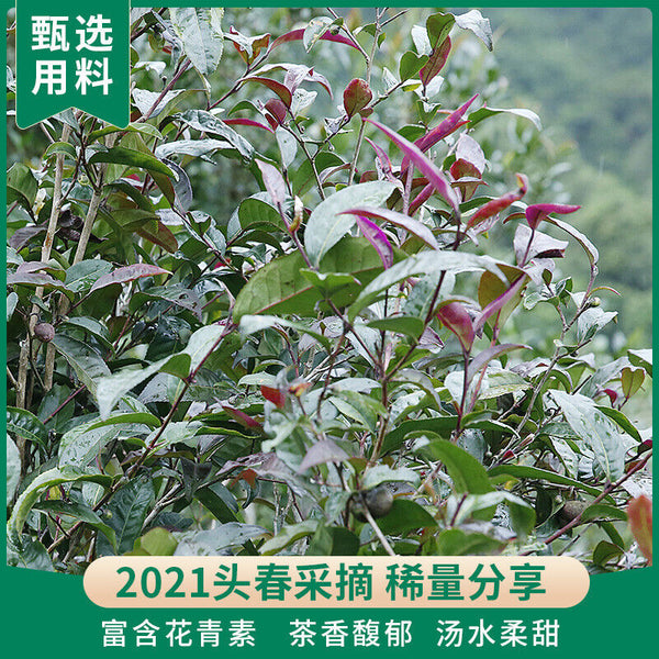 Aged Cha Puerh Zi Juan Dr. Pu'er Tea Wild Purple Ancient Tree Pu-erh Tea 200g