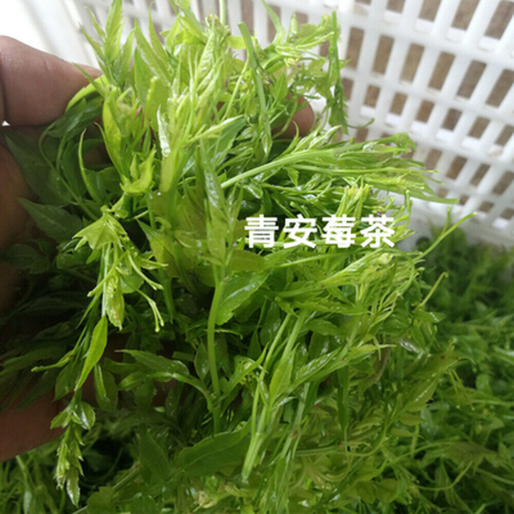 Organic Ecology Tea Top Grade ZhangJiaJie Mao Yan Mei Moyeam Wild Vines Teng Cha