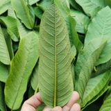 500g Weight Loss Fat Burner Skin Care Original Guava Leaves Powder Herbal Tea