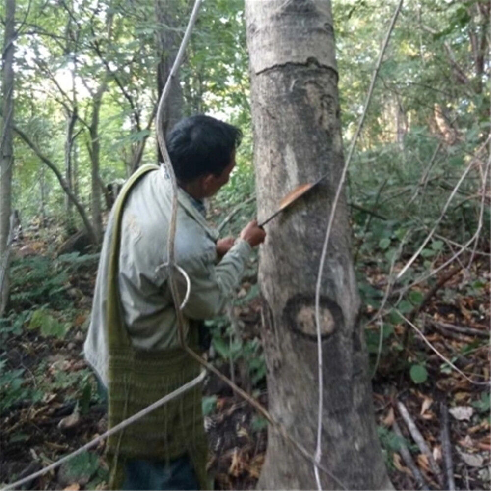 100% Natural Dried Asian Cuisine Gum Tree Secretion Xueyan Xue Yan 250g雪燕