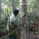 100% Natural Dried Asian Cuisine Gum Tree Secretion Xueyan Xue Yan 250g雪燕