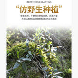 修正霍山铁皮石斛粉纯粉天然保健草本 Xiuzheng Huo Shan Tie Pi Shi Hu Fen Huoshantiepishihufen