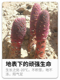 疆芸锁阳粉 Jiang Yun Suo Yang Fen Jiangyunsuoyangfen 250g