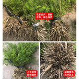 Dried Asparagus Natural Healthy Herbal Tea Tianmendong 天门冬干货 煲汤泡酒500g 天然健康草本煲汤料