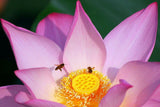Pure Premium Lotus Flower Honeybee Honey Bee Pollen Defer The Cell Senescence