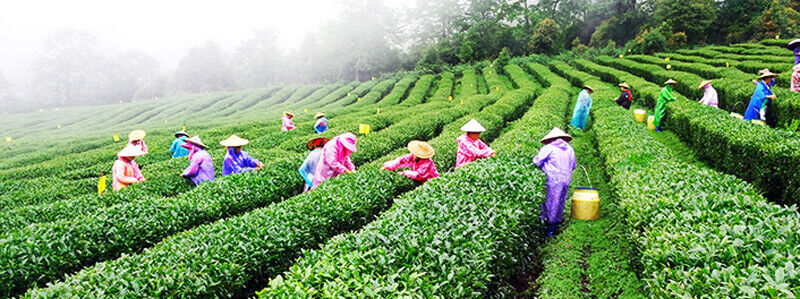 Box Original Taiwan High Mountain Tea "Spring Rain" Fresh Jibian Oolong Tea 256g