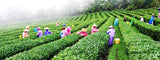 Box Original Taiwan High Mountain Tea "Spring Rain" Fresh Jibian Oolong Tea 256g