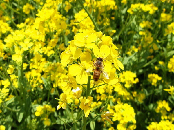 Rapeseed Brassica Napus Precaution for Cardiovascular Cerebrovascular Diseases