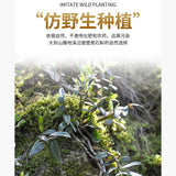 100%pure Shihu Tiepi Dendrobium Powder Natural Health HerbalTea修正霍山铁皮石斛粉纯粉天然保健草本