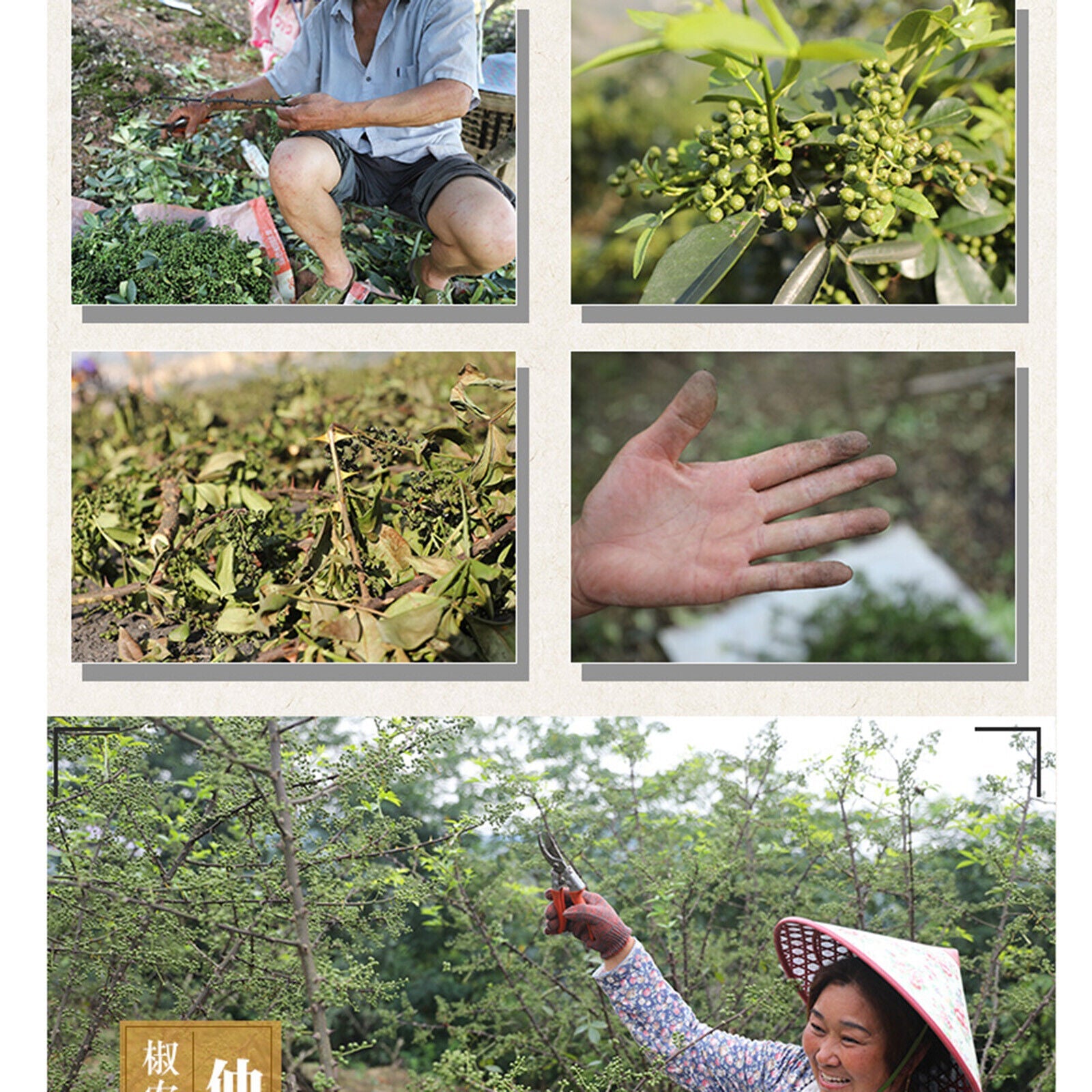 Organic Sichuan Green Pepper Health Herbs for Cooking Dried Pepper Huajiao 250g