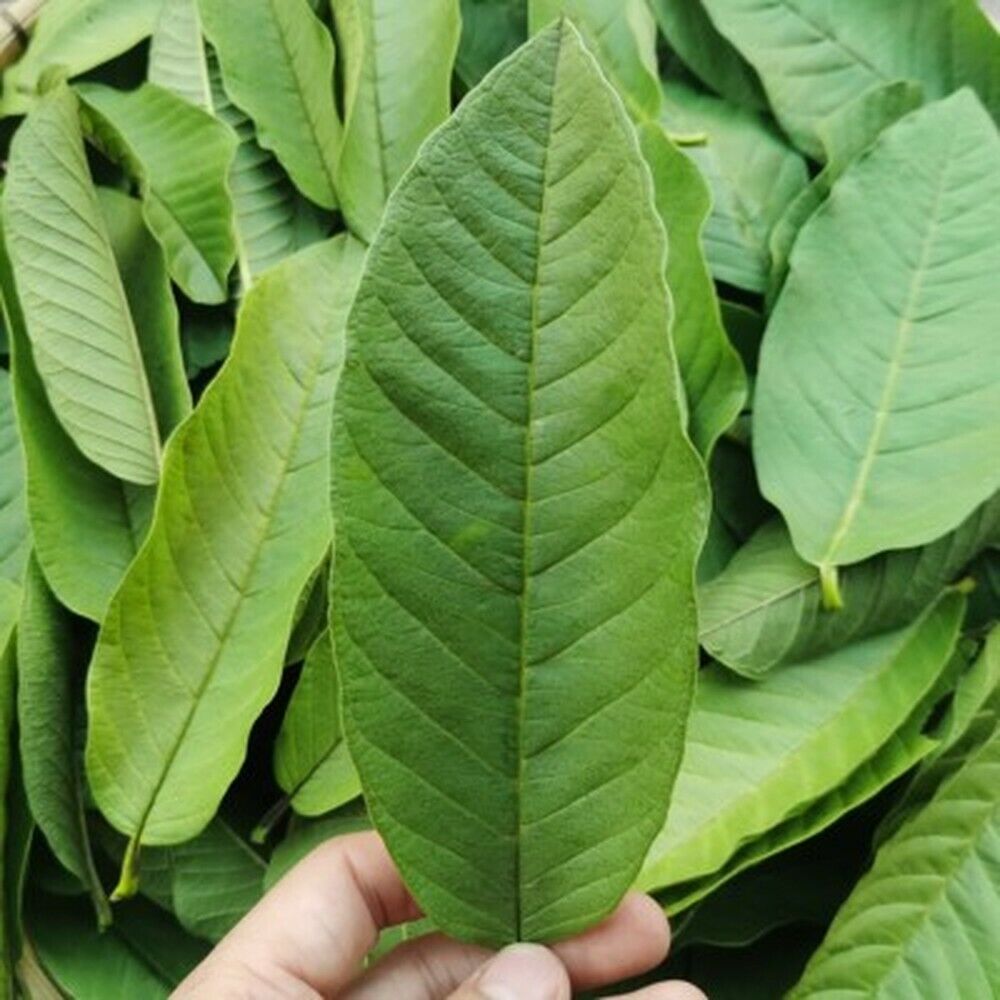 100% Original Raw Guava Leaves Herbal Tea Weight Loss Fat Burner Skin Care Secondary image