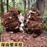 Poria Cocos Used for Soup Porridge Health Care Natural Organic Herbal Tea 500g