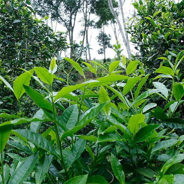 Yunnan Shudaizi Spring Break Puer Tea Jing Mai Lan Xiang Cha Aged Puer 357g