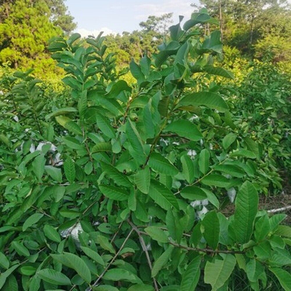 100% Original Raw Guava Leaves Herbal Tea Weight Loss Fat Burner Skin Care Main image