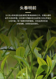 Chinese Haiwan Shen Pu'er Tea Batch 181 Shen Shan Lao Shu Raw Puer Tea 500g