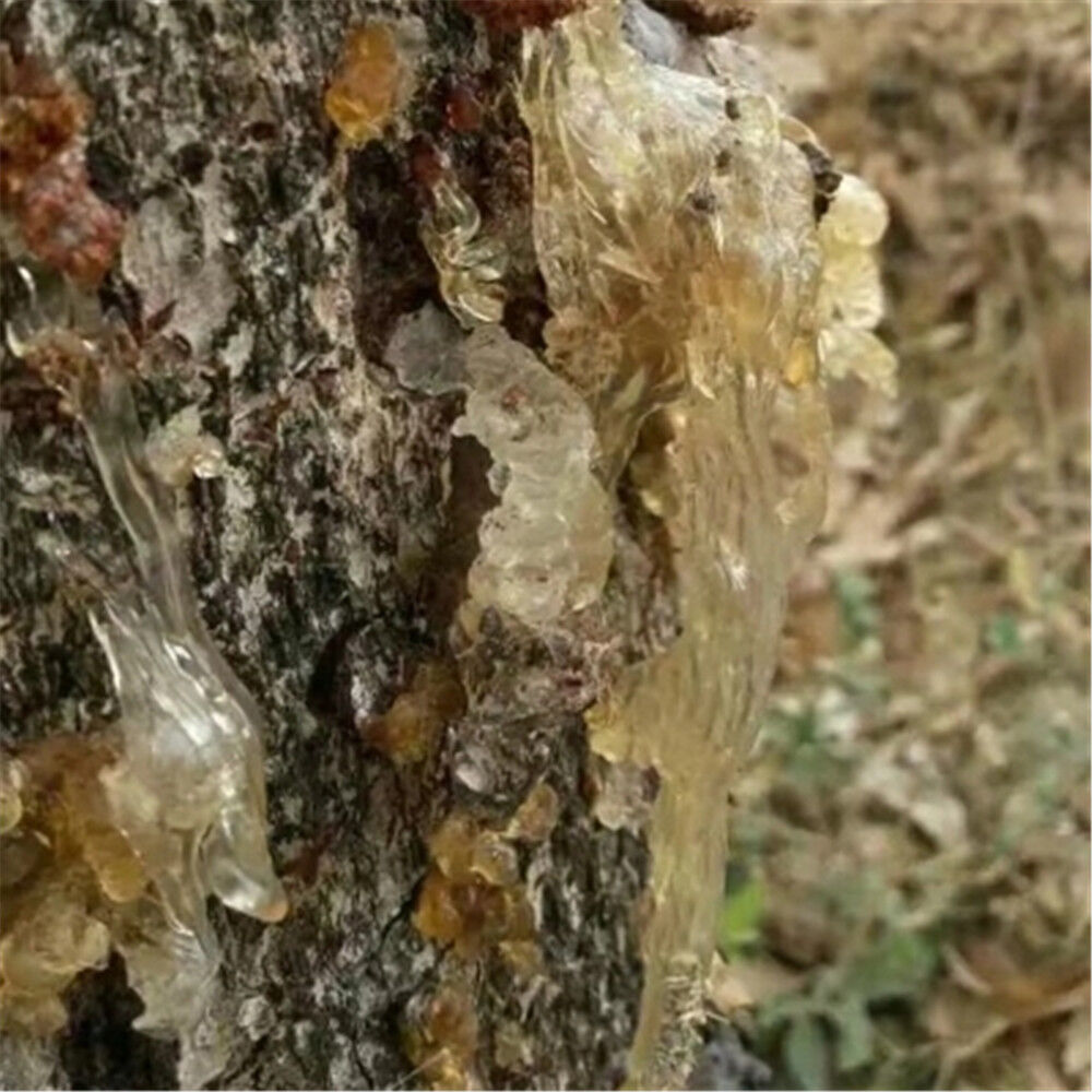 100% Natural Dried Asian Cuisine Gum Tree Secretion Xueyan Xue Yan 250g雪燕 Secondary image