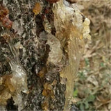 100% Natural Dried Asian Cuisine Gum Tree Secretion Xueyan Xue Yan 250g雪燕