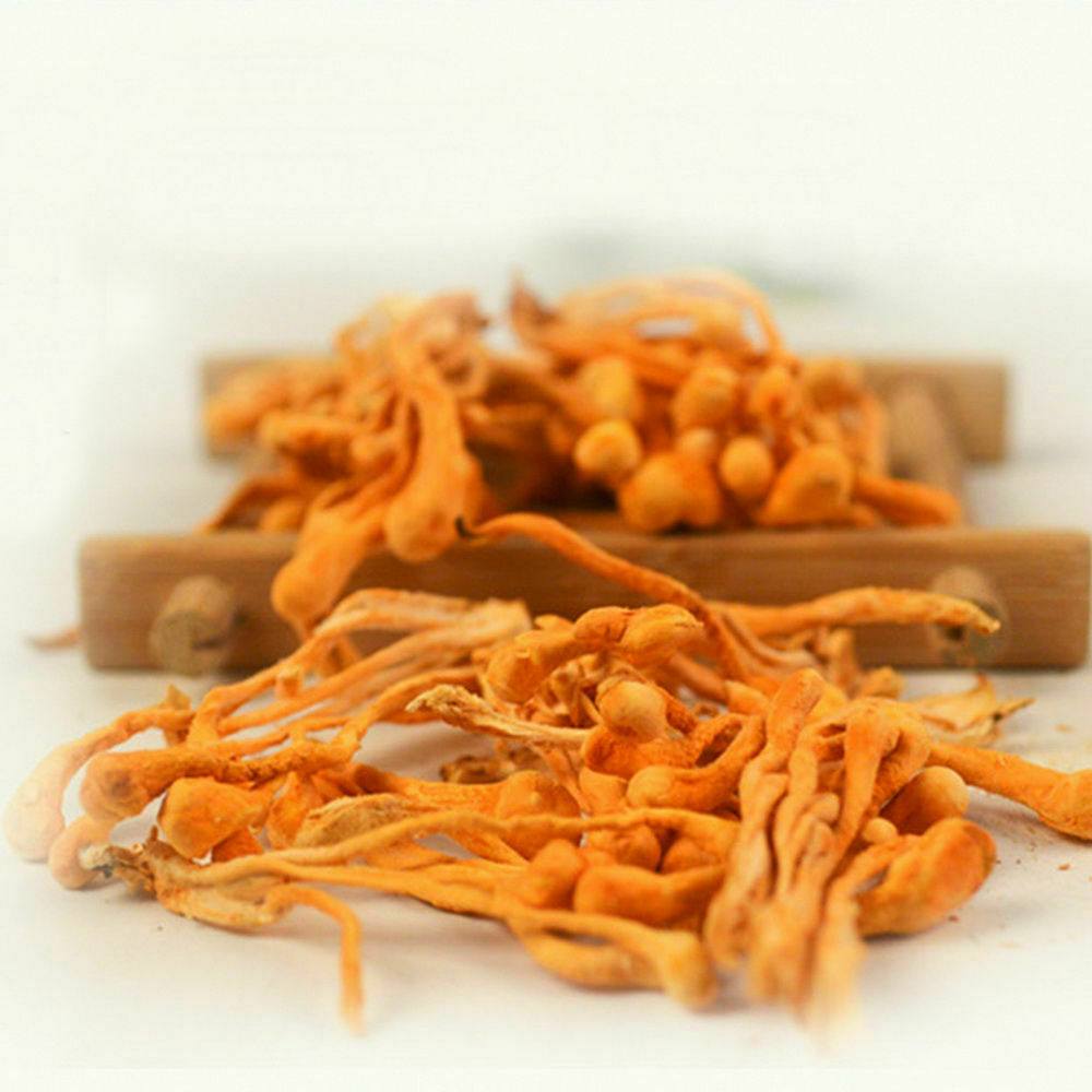 Pure Cordyceps Mushroom Powder Cordyceps Cordyceps Militaris Energy Enhancer