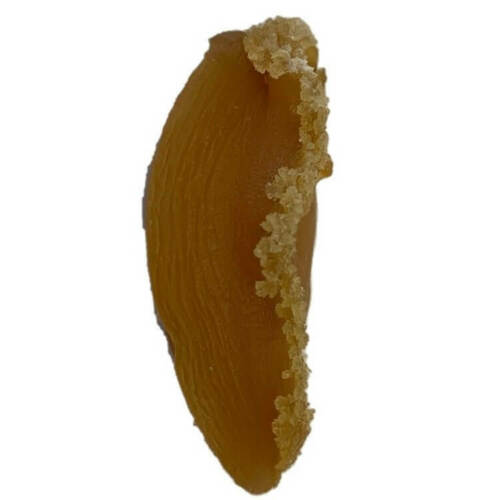 大连干鲍鱼中号干鲍鱼 Da Lian Gan Bao Yu Zhong Ha Gan Bao Yu