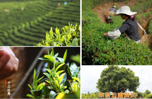 Dian Hong Tea Yunnan Top-grade Black Tea Premium DianHong Tea Classical 58 250g